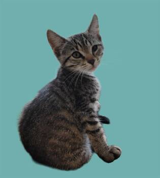 Domestic Short Hair Cats Available for Adoption in Sarasota, Florida - DELILAH | PetCurious