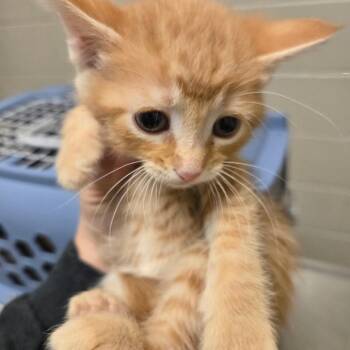 Cocos -  Domestic Short Hair Cat for Adoption in Bristol, Indiana - Cocos | PetCurious