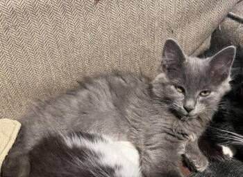 Sage -  Domestic Long Hair Cat for Adoption in St. Peters, Missouri - Sage | PetCurious