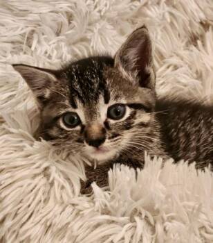 Domestic Short Hair Cats Available for Adoption in Fort Worth, Texas - Nova (pre Adopt) | PetCurious