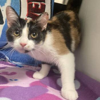 SunShower -  Domestic Short Hair Cat for Adoption in Franklin, Tennessee - SunShower | PetCurious