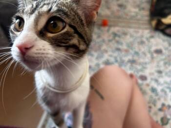 Luna -  American Shorthair Cat for Adoption in Waverly, Iowa - Luna | PetCurious