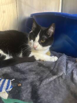 Holly -  Domestic Short Hair Cat for Adoption in Pomona, New York - Holly | PetCurious