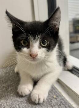 SHYLA -  Domestic Short Hair Cat for Adoption in Sarasota, Florida - SHYLA | PetCurious