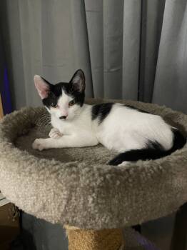 Rescue Domestic Short Hair Cats for Adoption - Cookie | PetCurious