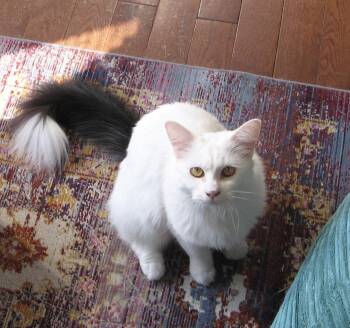 Rescue Domestic Medium Hair Cats for Adoption in Chicago, Illinois - Fern | PetCurious