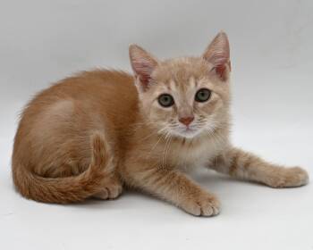 Banana -  Domestic Medium Hair Cat for Adoption in Mobile, Alabama - Banana | PetCurious