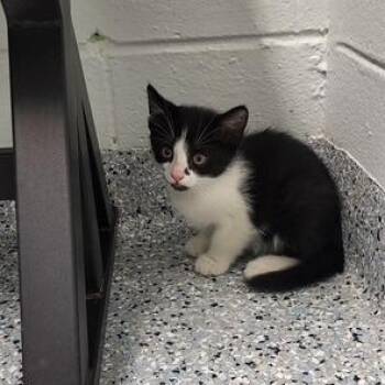 Dimples -  Domestic Short Hair Cat for Adoption in Dayton, Ohio - Dimples | PetCurious