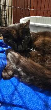 Bella Lynn -  Domestic Short Hair Cat for Adoption in St. Cloud, Minnesota - Bella Lynn | PetCurious