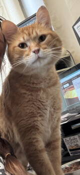 Rescue Domestic Short Hair Cats for Adoption - Simba | PetCurious