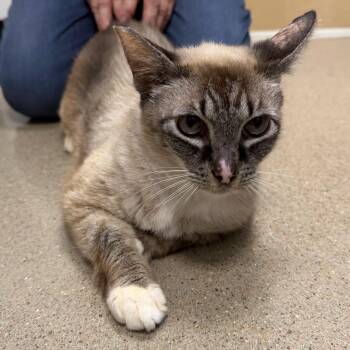 Stella -  Domestic Short Hair Cat for Adoption in Cat Spring, Texas - Stella | PetCurious