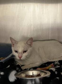 Domestic Short Hair Cats Available for Adoption in West Valley City, Utah - A121513 | PetCurious