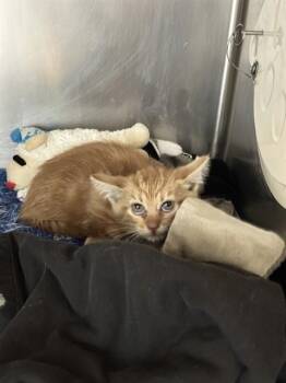 CANDY -  Domestic Short Hair Cat for Adoption in Riverside, California - CANDY | PetCurious