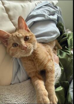 Rescue Domestic Short Hair Cats for Adoption in Marseilles, Illinois - Booty | PetCurious