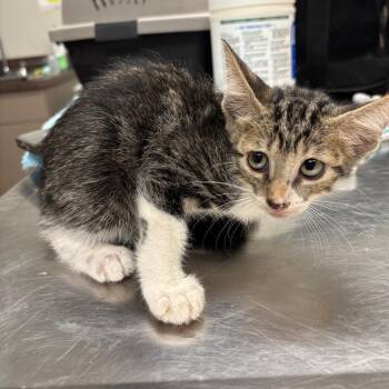 C16 -  American Wirehair Cat for Adoption in Portland, Texas - C16 | PetCurious