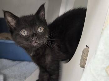 PONY -  Domestic Short Hair Cat for Adoption in Kent, Washington - PONY | PetCurious
