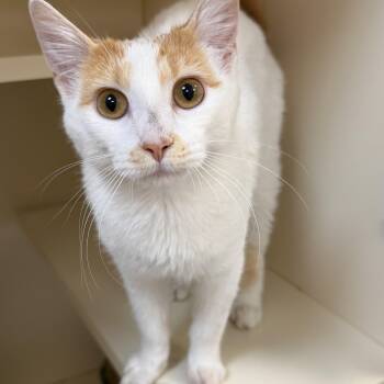 Norma Jean -  Domestic Short Hair Cat for Adoption in Elyria, Ohio - Norma Jean | PetCurious