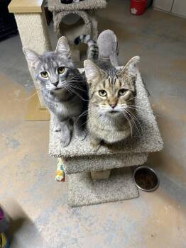 Ren & Stimpy -  Tabby Cat for Adoption in New Richmond, Wisconsin - Ren & Stimpy | PetCurious