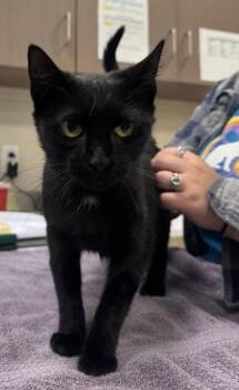 October -  Domestic Short Hair Cat for Adoption in Fishers, Indiana - October | PetCurious