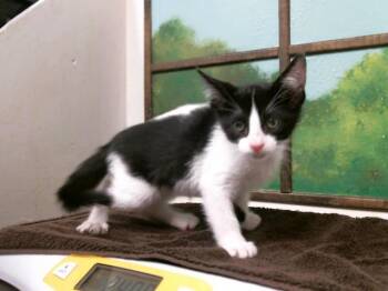 CUJO -  Domestic Short Hair Cat for Adoption in Houston, Texas - CUJO | PetCurious