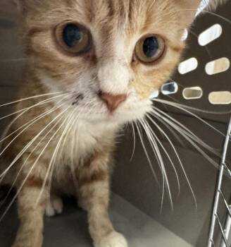 Camellia -  Domestic Short Hair Cat for Adoption in Des Moines, Iowa - Camellia | PetCurious