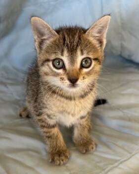 Rescue Domestic Short Hair Cats for Adoption in West Memphis, Arkansas - Nicole | PetCurious