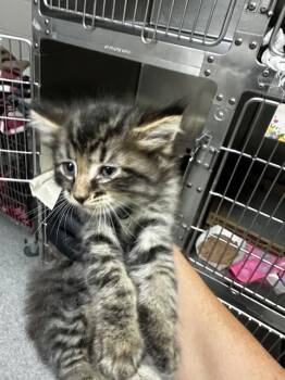 Domestic Medium Hair and Domestic Short Hair Cats Available for Adoption in Pasadena, Texas - A185407 | PetCurious