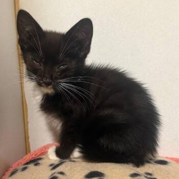 Savannah -  Domestic Short Hair Cat for Adoption in Cabot, Arkansas - Savannah | PetCurious