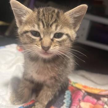 Effie -  Domestic Short Hair Cat for Adoption in Chicago, Illinois - Effie | PetCurious