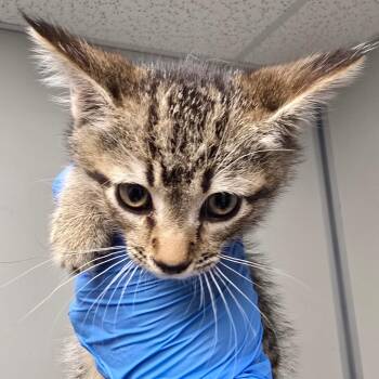 Hurricane -  Domestic Short Hair Cat for Adoption in Concord, North Carolina - Hurricane | PetCurious