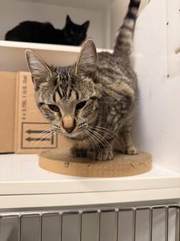 Domestic Short Hair Cats Available for Adoption - **Cat Cafe** Racecar | PetCurious