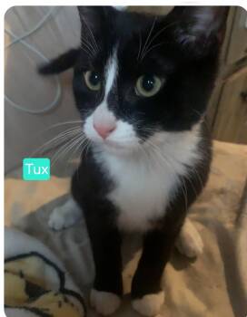 Domestic Short Hair Cats Available for Adoption - Tux | PetCurious