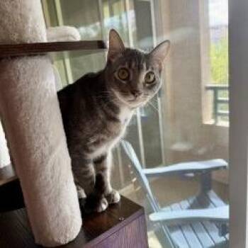 Domestic Short Hair Cats Available for Adoption in Tempe, Arizona - Lucy | PetCurious