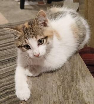 Rescue Domestic Short Hair Cats for Adoption in Tillsonburg, Ontario - TATER TOT | PetCurious