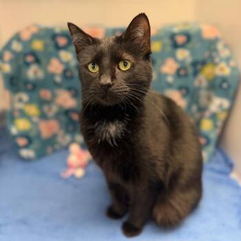 Domestic Short Hair Cats Available for Adoption in Watertown, New York - Velvet | PetCurious