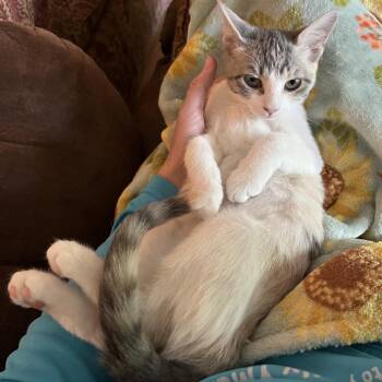 Dora 2 -  Domestic Short Hair Cat for Adoption in La Grange, Kentucky - Dora 2 | PetCurious
