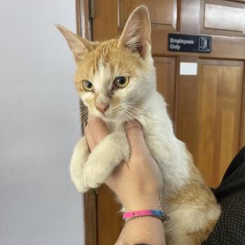 Domestic Short Hair Cats Available for Adoption in Corbin, Kentucky - Jordan | PetCurious
