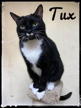 Tux -  Domestic Short Hair Cat for Adoption in El Cajon, California - Tux | PetCurious