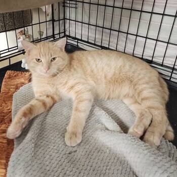 Rescue Domestic Short Hair Cats for Adoption in Monroe, Michigan - Kion | PetCurious