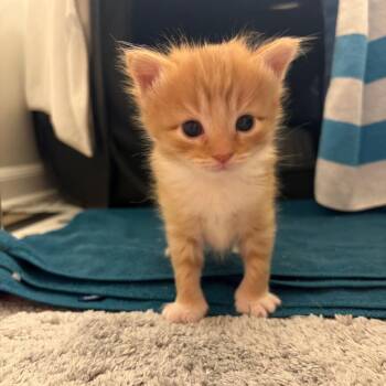 Domestic Medium Hair Cats Available for Adoption in Durham, North Carolina - Canary | PetCurious