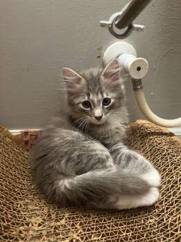 Scooter Dee -  Domestic Short Hair Cat for Adoption in Darien, Georgia - Scooter Dee | PetCurious