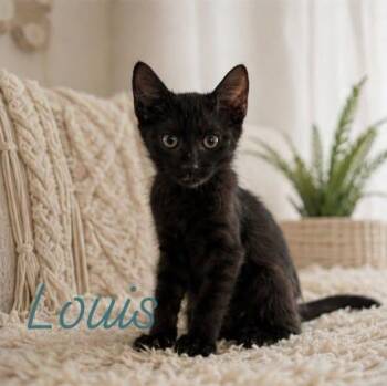 Louis -  Domestic Short Hair Cat for Adoption in Gun Barrel City, Texas - Louis | PetCurious