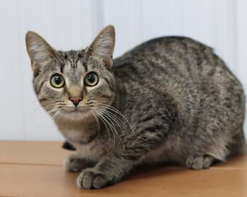 Rescue Domestic Short Hair Cats for Adoption in Lancaster, Ohio - Emmeline | PetCurious
