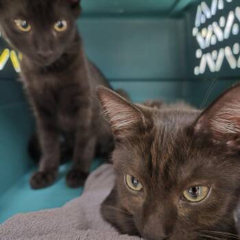Fury Road -  Domestic Short Hair Cat for Adoption in Pittsburgh, Pennsylvania - Fury Road | PetCurious
