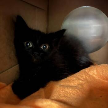 Peter Pan -  Domestic Short Hair Cat for Adoption in Baltimore, Maryland - Peter Pan | PetCurious