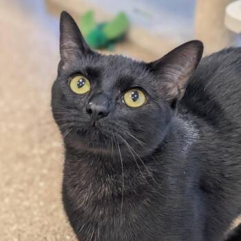Scout -  Domestic Short Hair Cat for Adoption in Sonoma, California - Scout | PetCurious