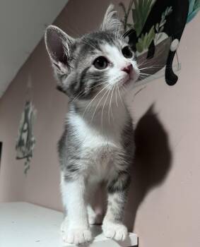 Jinu -  Domestic Short Hair Cat for Adoption in Pickering, Ontario - Jinu | PetCurious