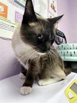 61355251 -  Siamese Cat for Adoption in El Paso, Texas - 61355251 | PetCurious