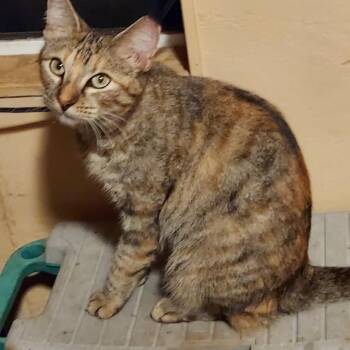 Torbie -  Domestic Short Hair Cat for Adoption in Baytown, Texas - Torbie | PetCurious