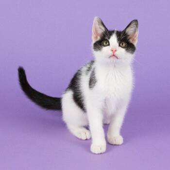 Parrot -  Domestic Short Hair Cat for Adoption in Dallas, Texas - Parrot | PetCurious